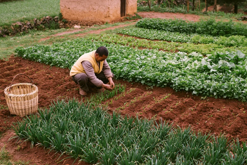 Farmer crouching and tending seedlings in a small-scale vegetable garden