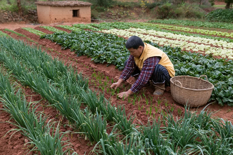 Farmer tending seedlings in a small-scale vegetable garden with rows of crops and a wicker basket nearby
