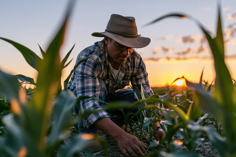 Farmer crouching in cornfield inspecting crops at sunset