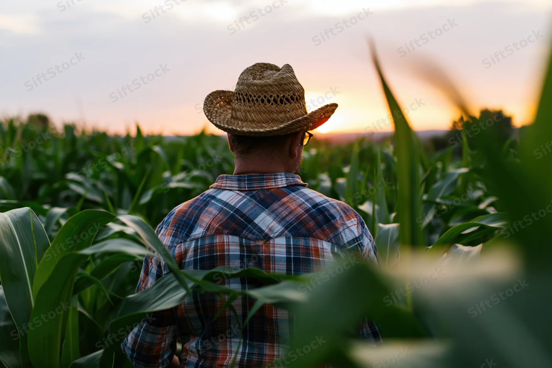 Farmer examining corn crops in a field at sunset