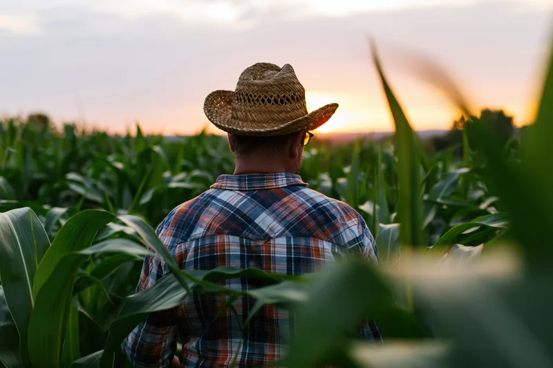 Farmer examining corn crops in a field at sunset