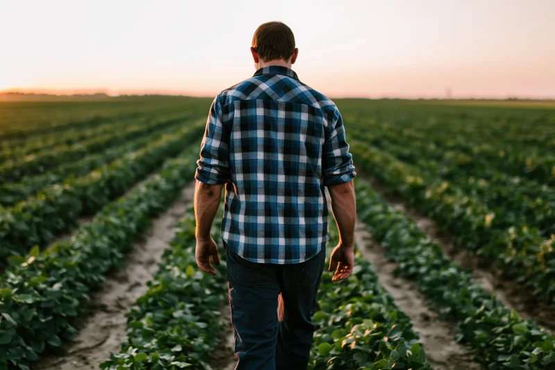 Farmer walking through parallel rows of crops in a field at sunset