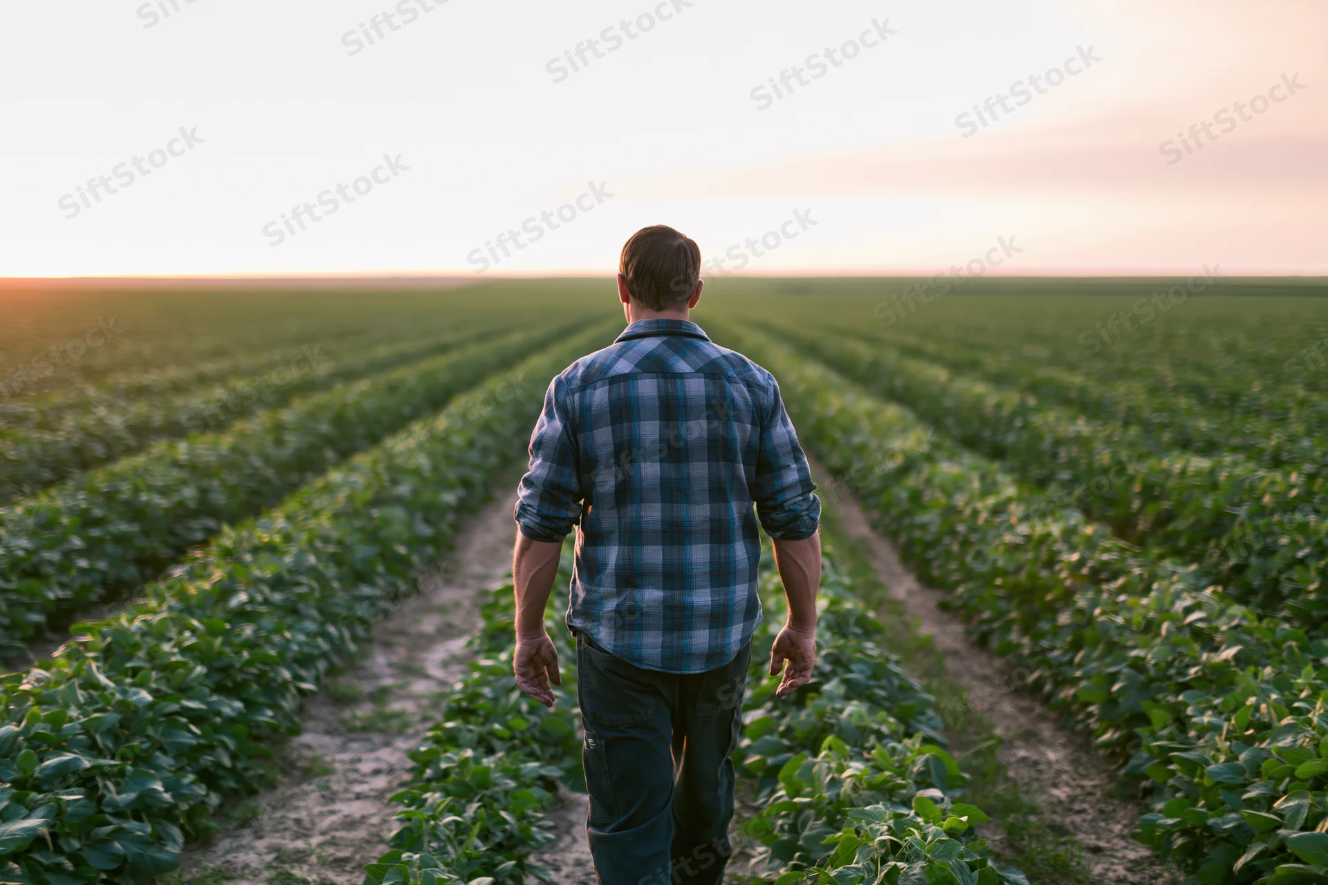 Farmer walking through rows of soybean crops in a field at sunset