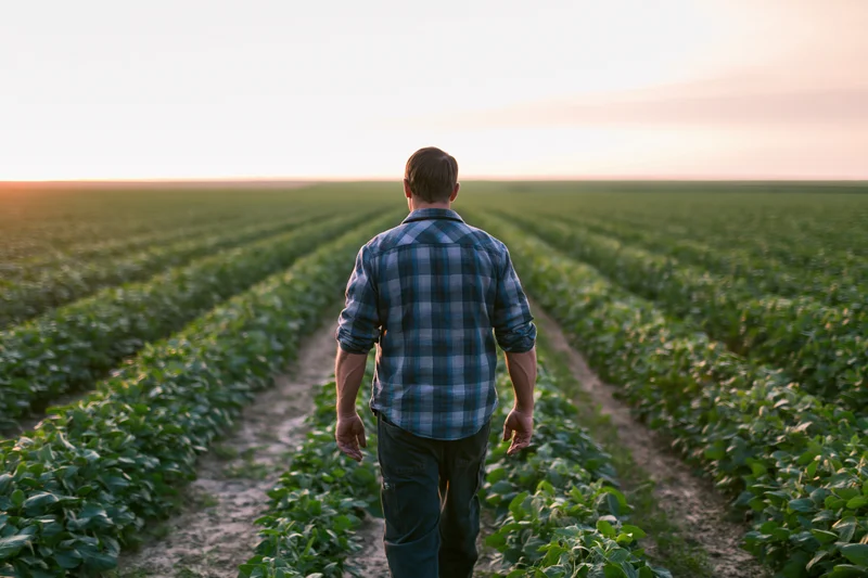 Farmer walking through rows of soybean crops in a field at sunset