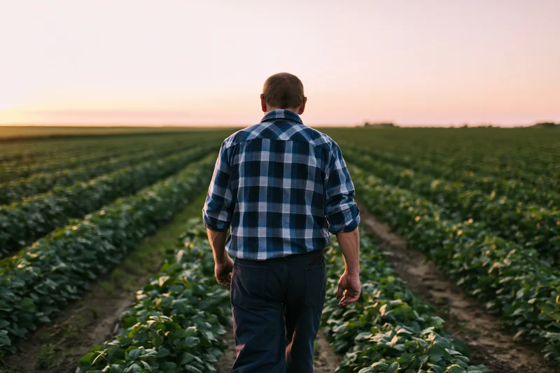 Farmer walking through rows of soybean plants in a field at sunset