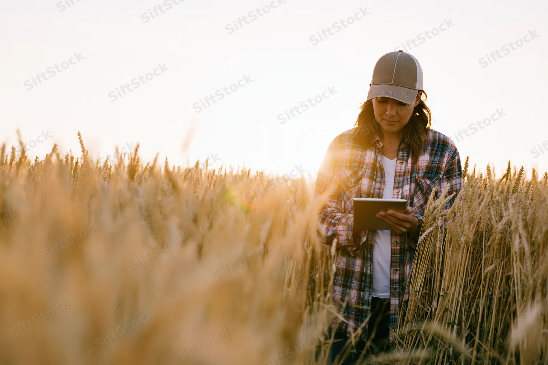 Female farmer using tablet in mature wheat field at sunset