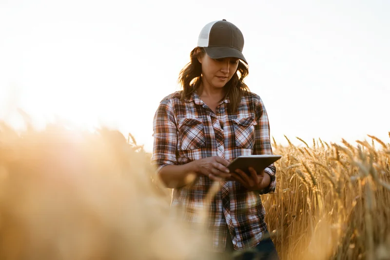 Female farmer using tablet in mature wheat field during golden hour