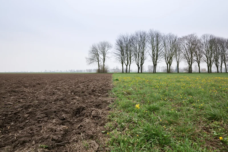 Field split between freshly plowed soil and grassy meadow with yellow flowers under overcast sky
