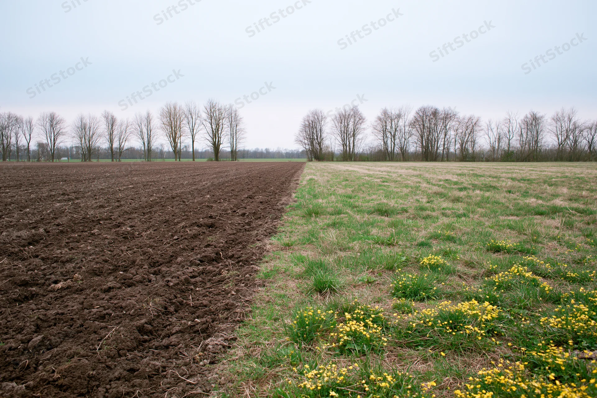 Field split down the middle between freshly plowed dark soil and grassy meadow with yellow flowers, bordered by bare trees under overcast sky