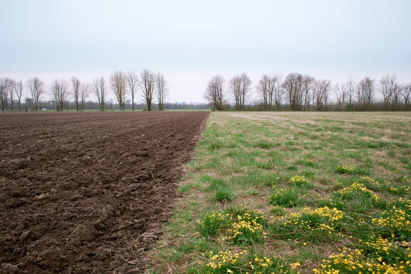 Field split down the middle between freshly plowed dark soil and grassy meadow with yellow flowers, bordered by bare trees under overcast sky