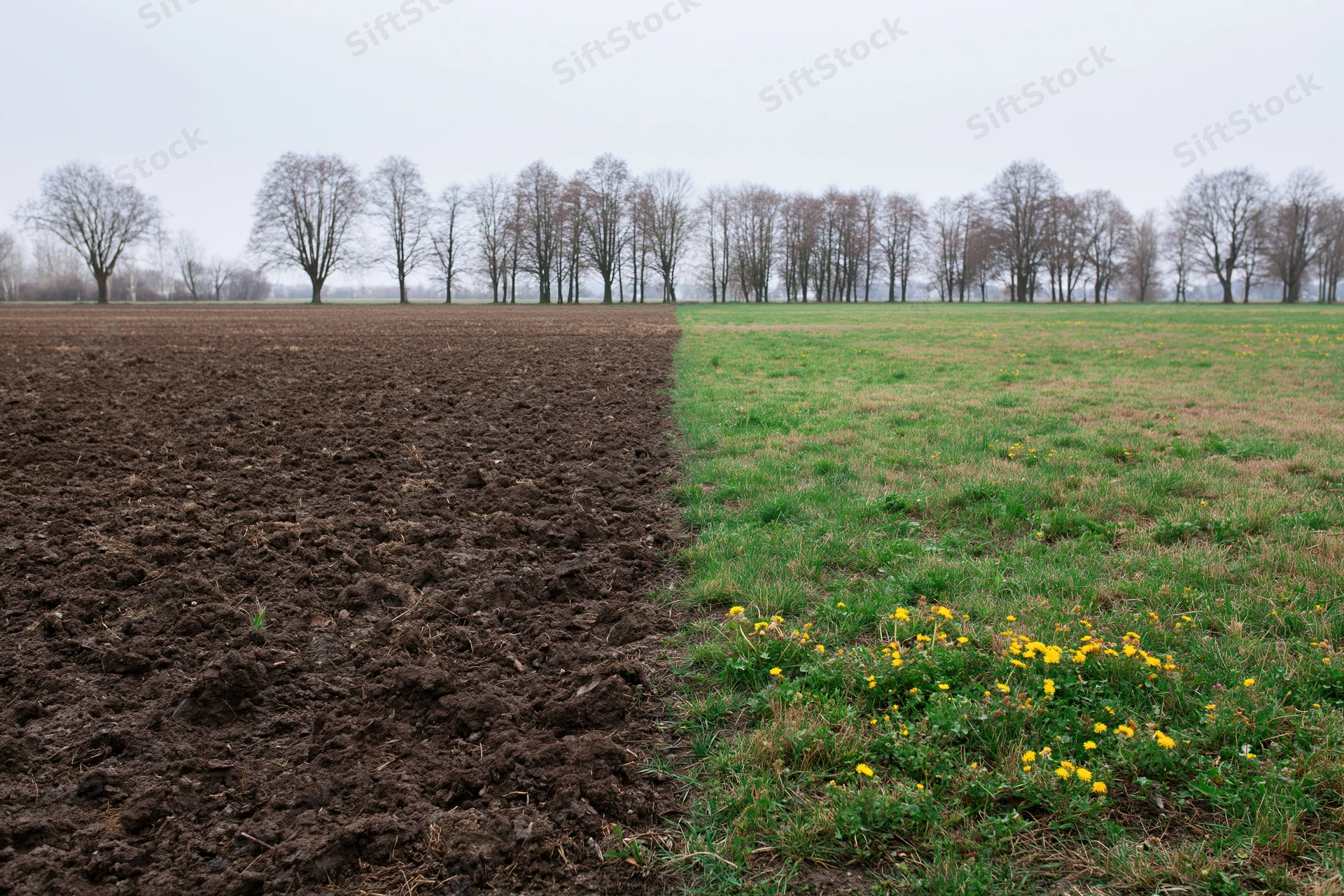 Field split down the middle between freshly plowed dark soil and green grass with yellow flowers, bordered by bare trees in the distance