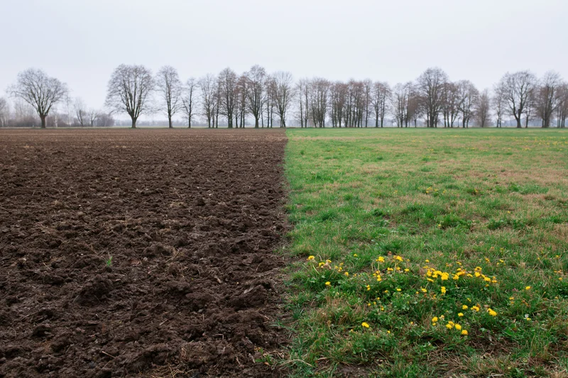 Field split down the middle between freshly plowed dark soil and green grass with yellow flowers, bordered by bare trees in the distance