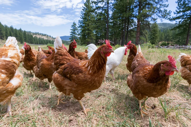 Free-range chickens foraging in a grassy pasture surrounded by pine trees and mountains under a partly cloudy sky