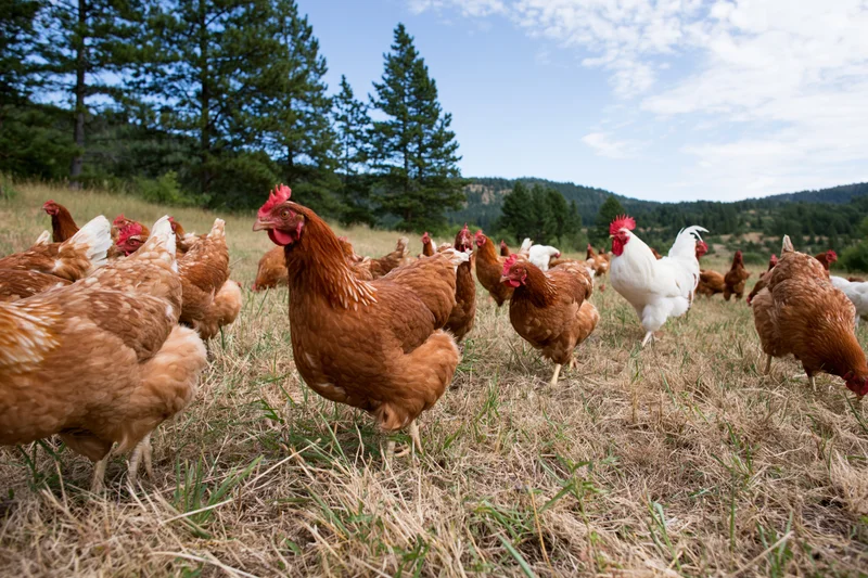 Free-range chickens foraging in a grassy pasture with trees and hills in the background