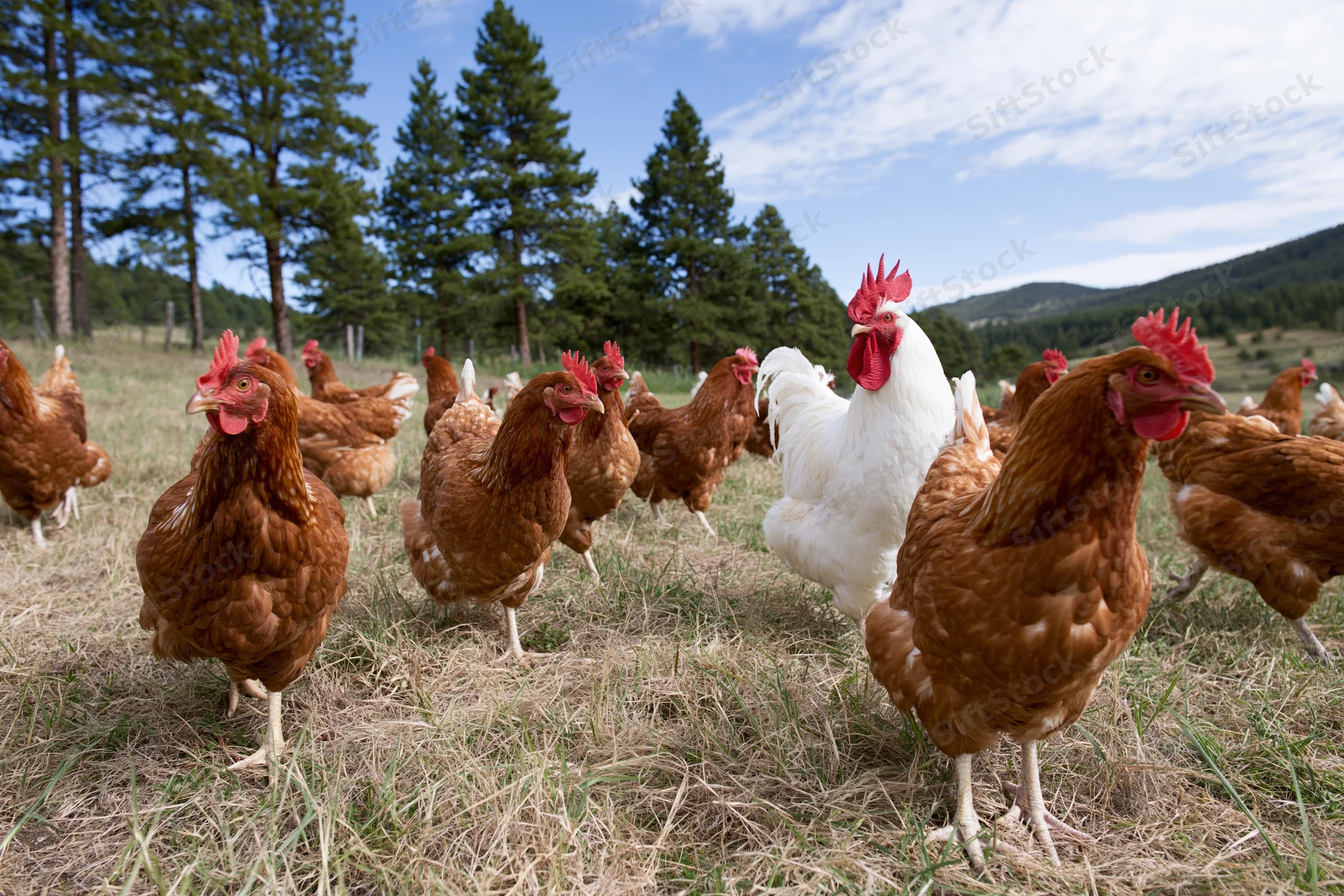 Free-range chickens grazing in a grassy field with trees and mountains in the background