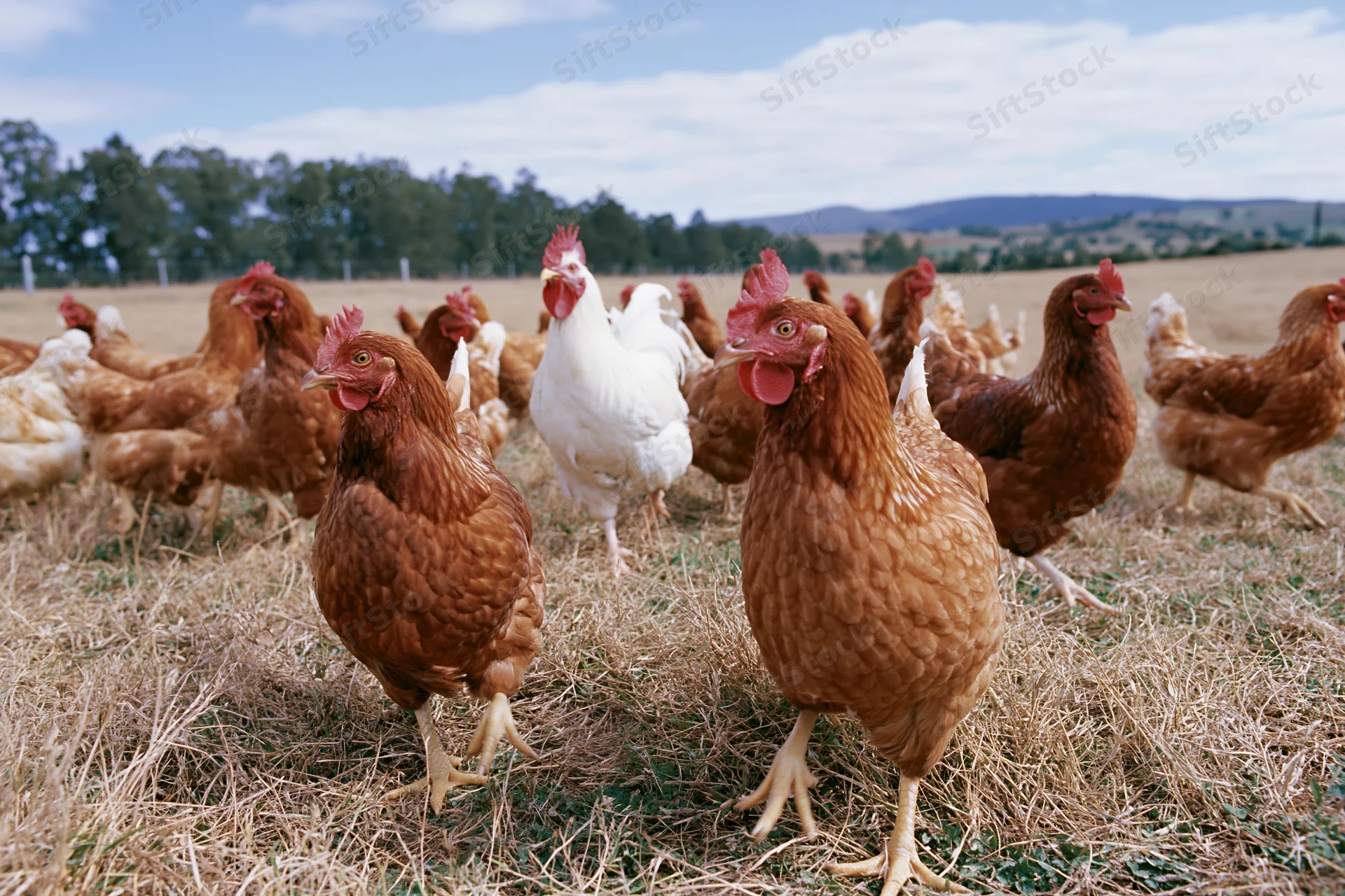 Free-range chickens foraging in a grassy field on a farm