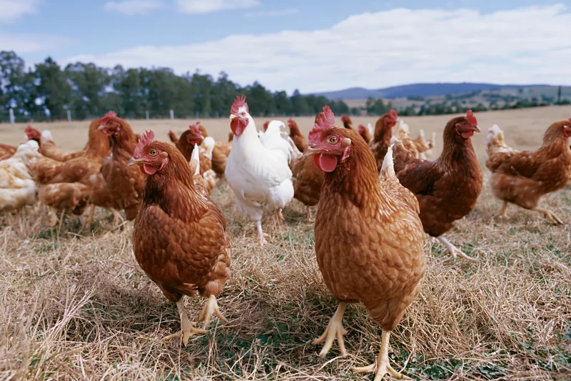 Free-range chickens foraging in a grassy field on a farm