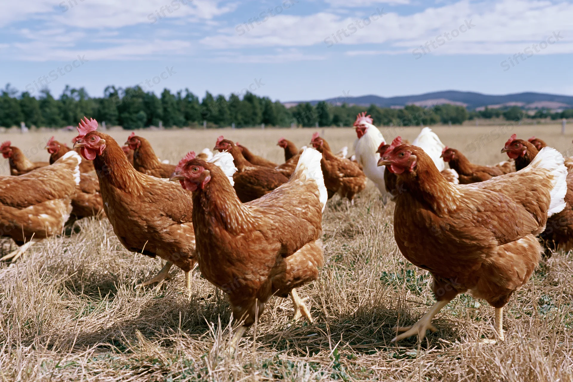 Free-range chickens foraging in a dry grassy pasture under a partly cloudy sky