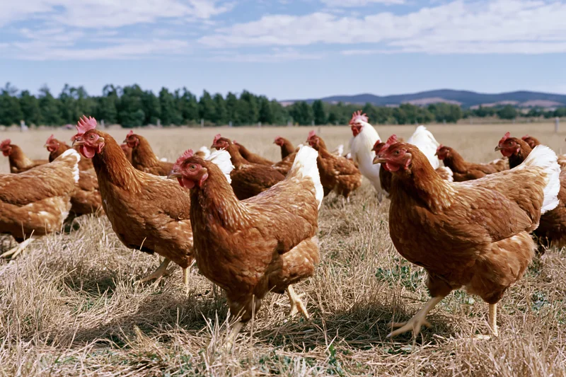 Free-range chickens foraging in a dry grassy pasture under a partly cloudy sky
