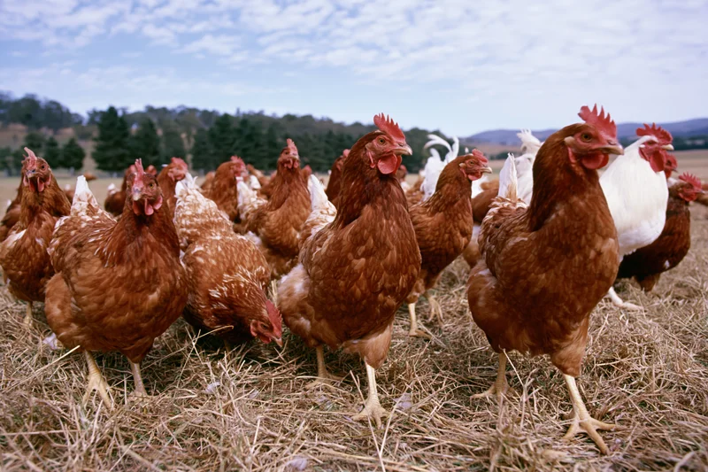 Flock of free-range chickens foraging on dry grass in a rural pasture