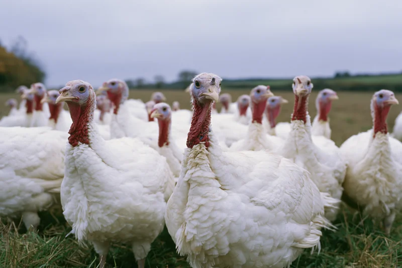 Flock of white domestic turkeys standing together in an open field