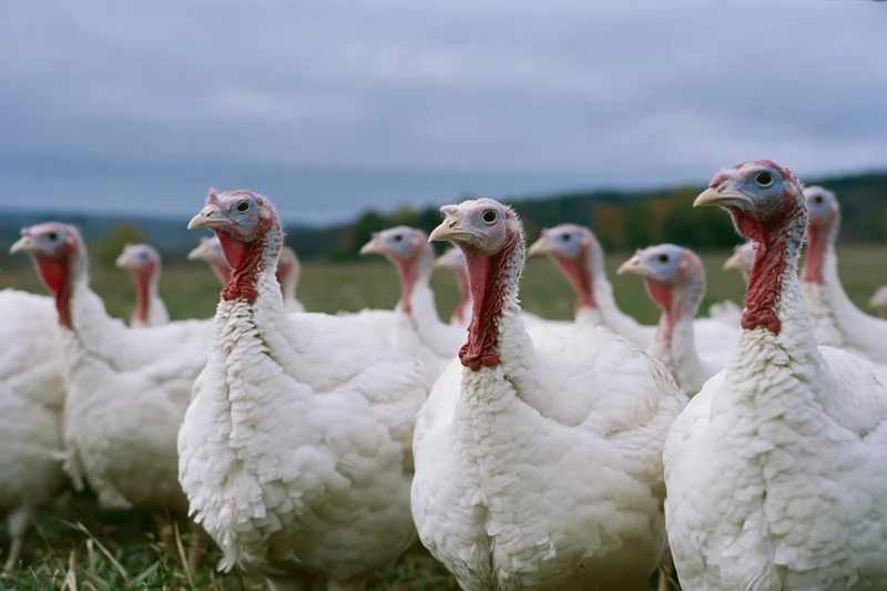 White domestic turkeys standing together in an open grassy field under an overcast sky