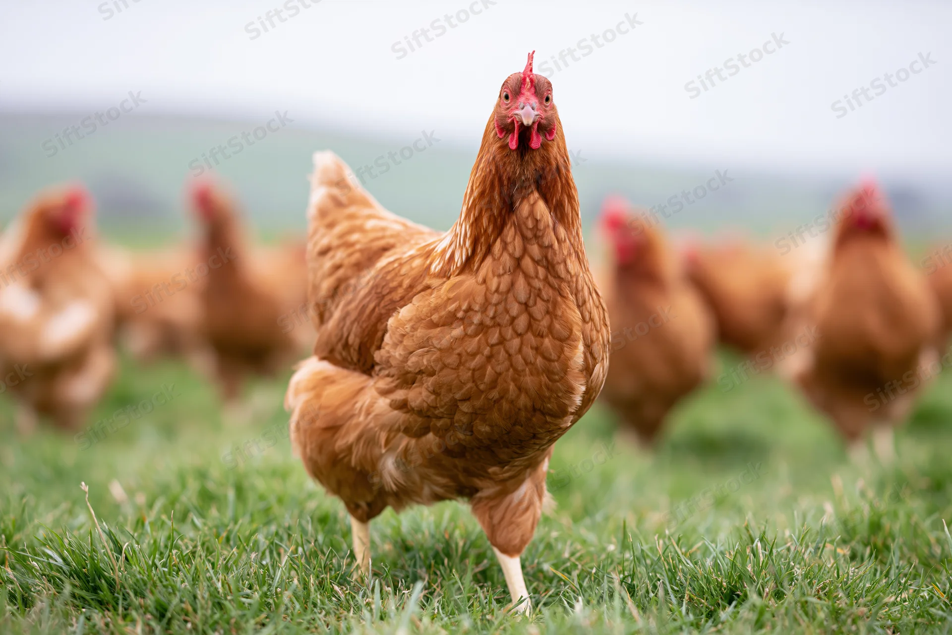 Brown hen standing alert in lush green pasture with flock in background