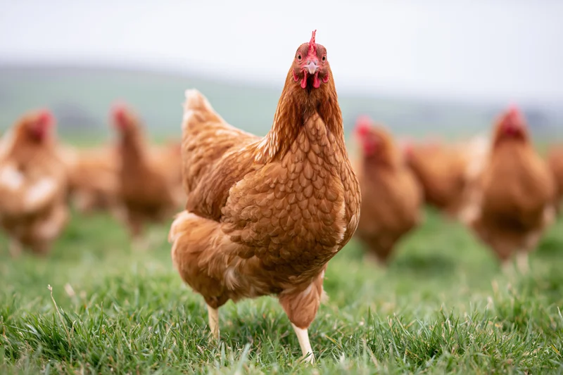 Brown hen standing alert in lush green pasture with flock in background