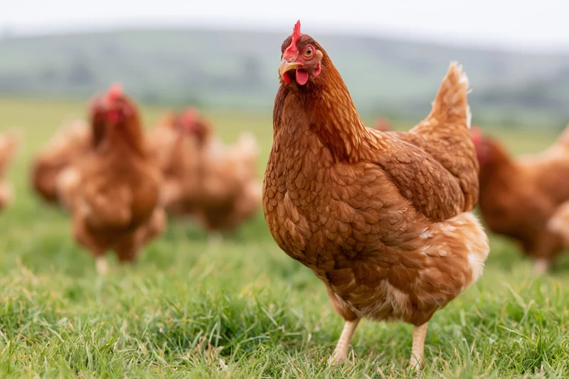 Brown hen standing alert in lush green pasture with flock in background