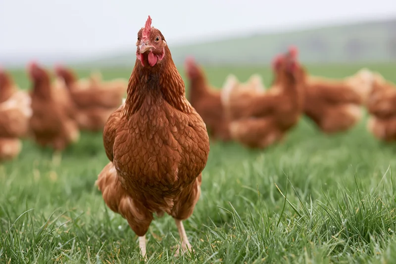 Free-range brown hen standing alert in lush green pasture