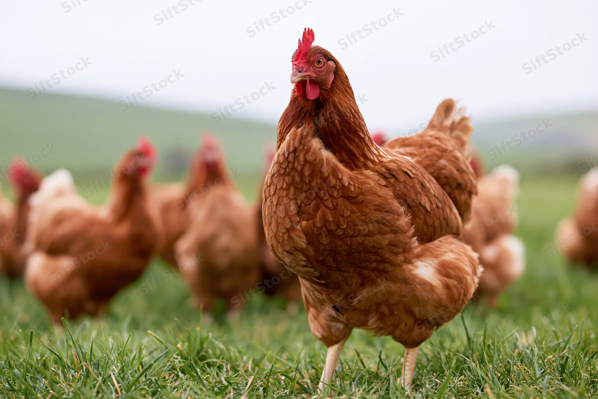 Brown hen standing alert in lush green pasture with flock in background