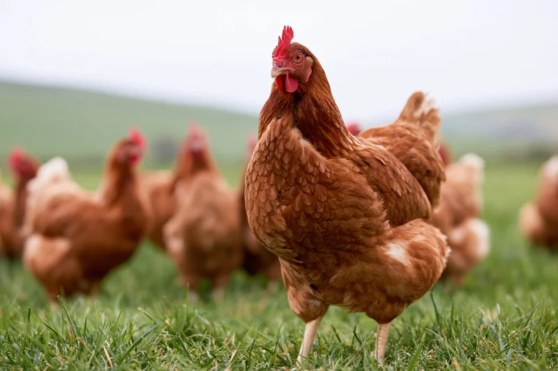 Brown hen standing alert in lush green pasture with flock in background