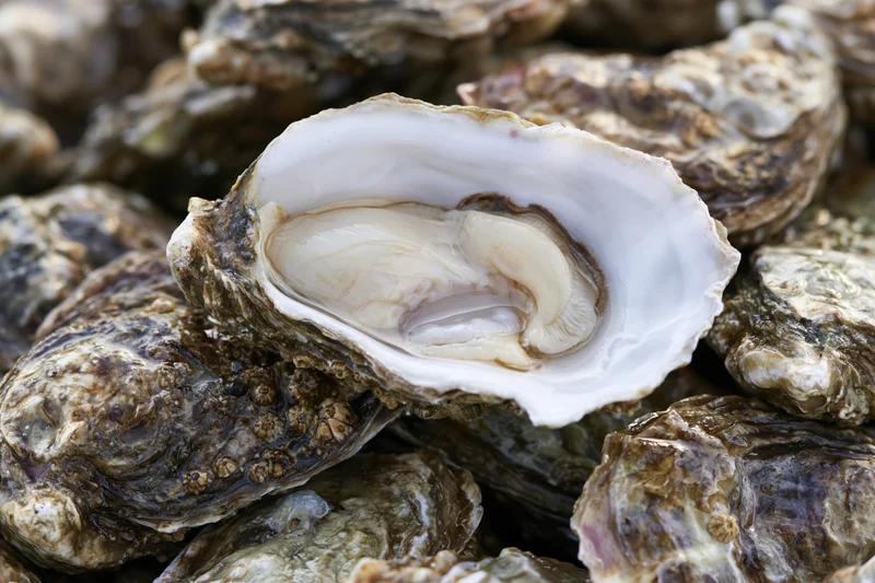 Freshly shucked oyster resting open on top of a pile of closed oysters