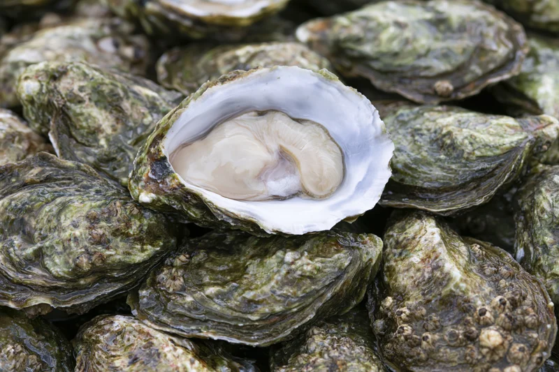 Freshly shucked oyster resting open on top of a pile of closed oysters