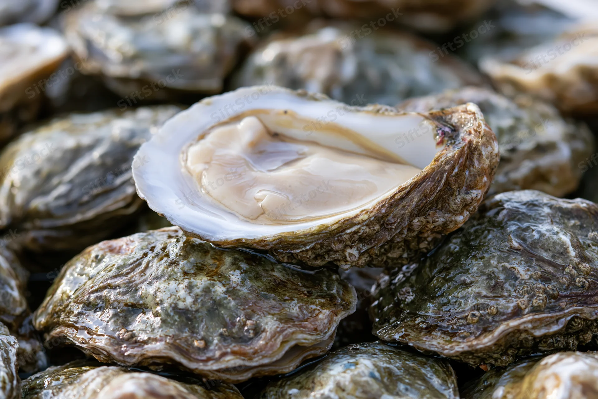 Freshly shucked oyster resting open on top of a pile of closed oysters