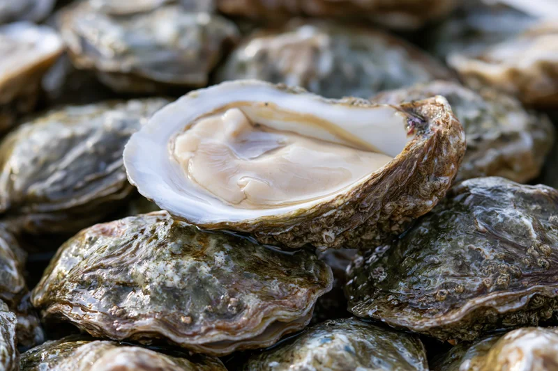 Freshly shucked oyster resting open on top of a pile of closed oysters