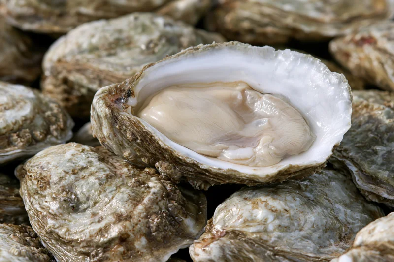 Freshly shucked oyster resting open on top of a pile of closed oysters