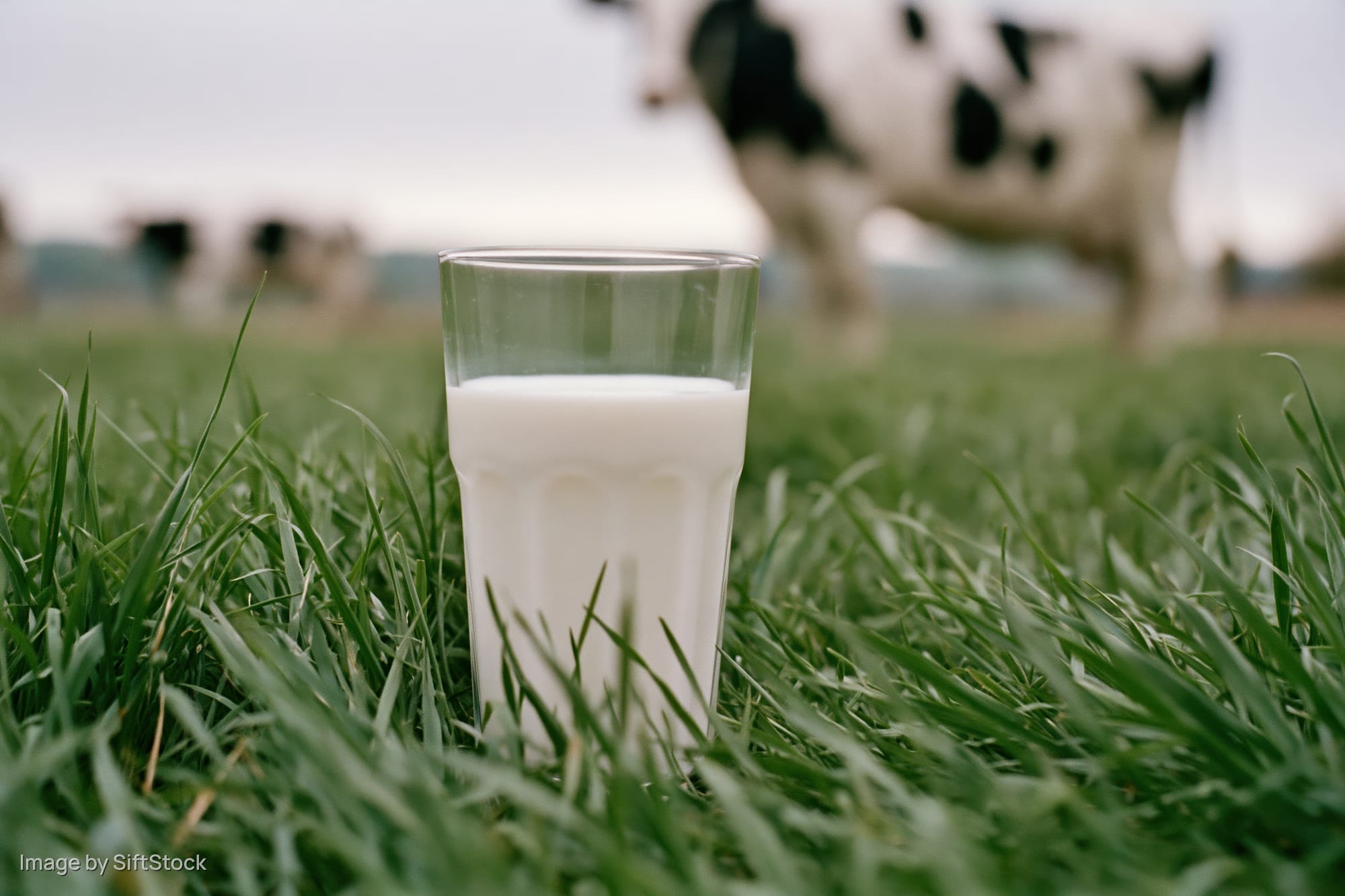 Full glass of fresh milk sitting upright in thick green grass