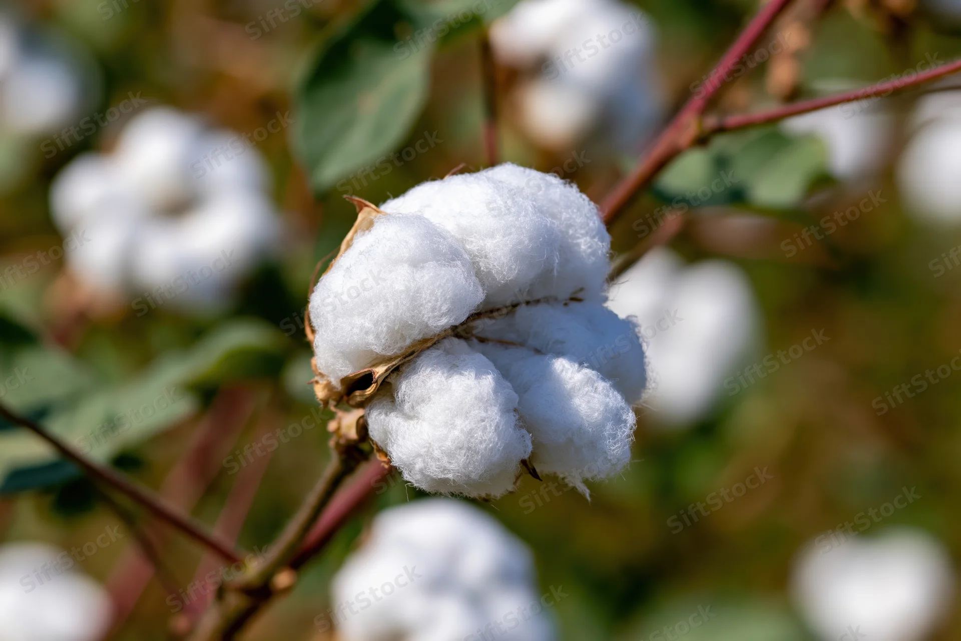 Fully open cotton boll bursting with fluffy white fibers on a plant stem in a field