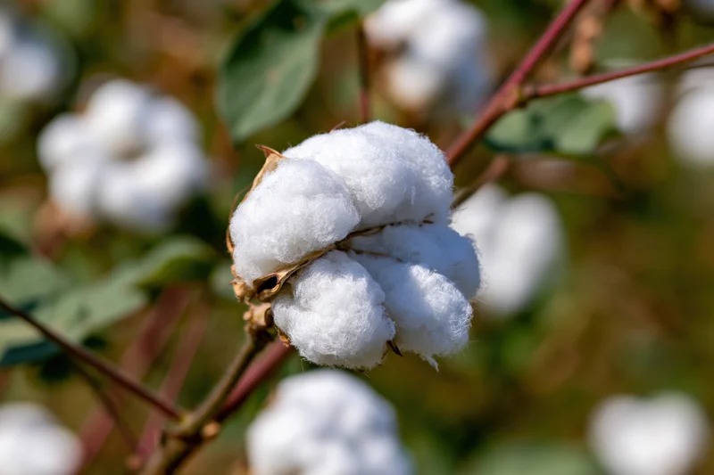 Fully open cotton boll bursting with fluffy white fibers on a plant stem in a field