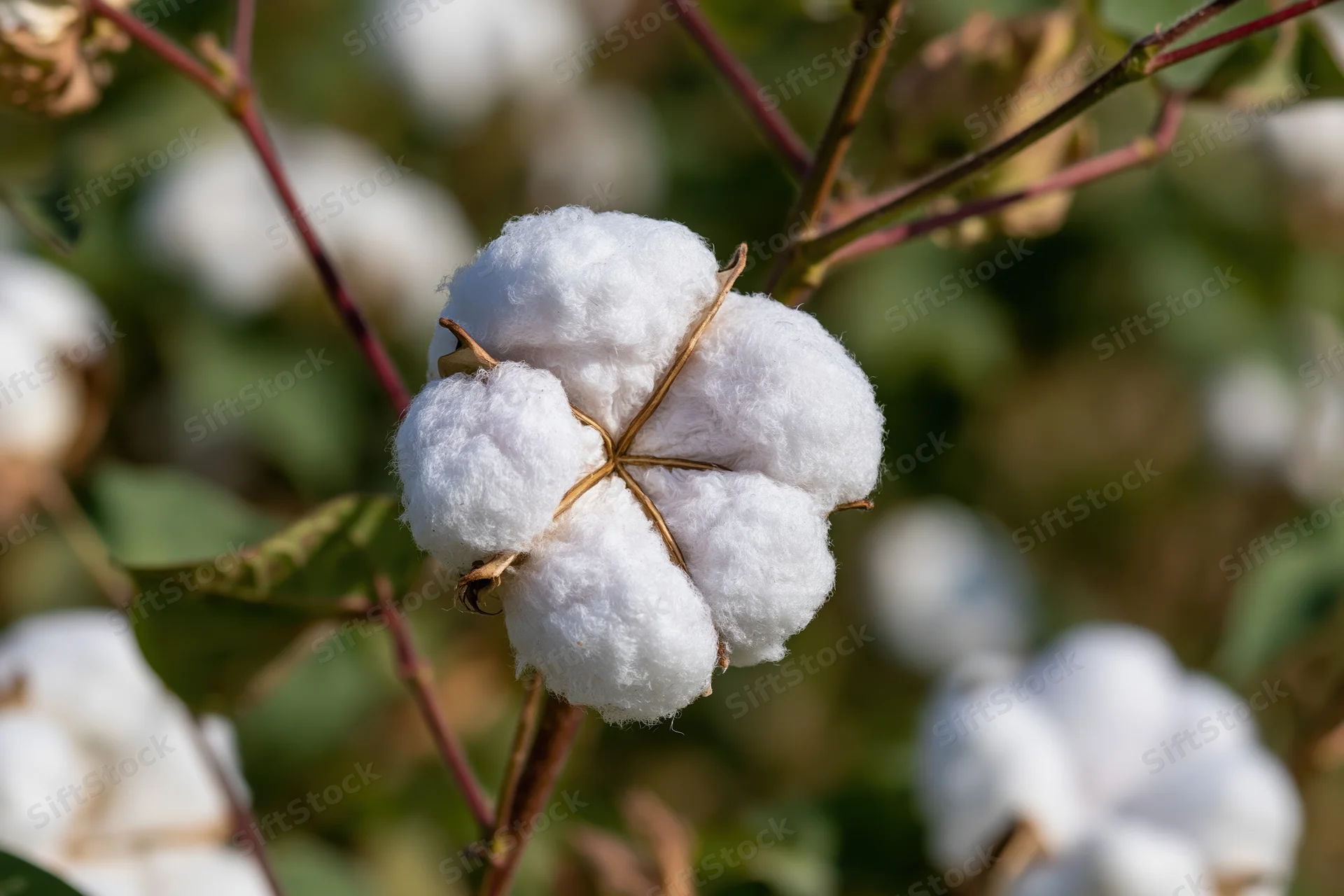 Fully open cotton boll bursting with fluffy white fibers on a plant stem in a field