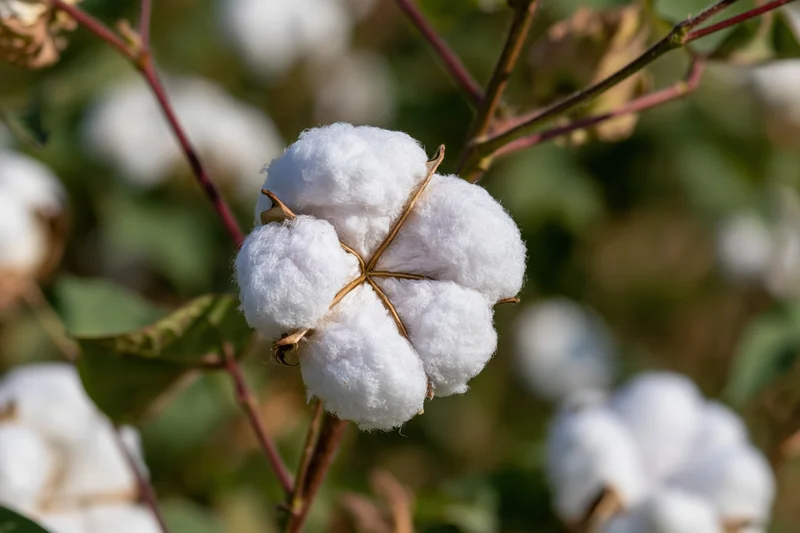 Fully open cotton boll bursting with fluffy white fibers on a plant stem in a field