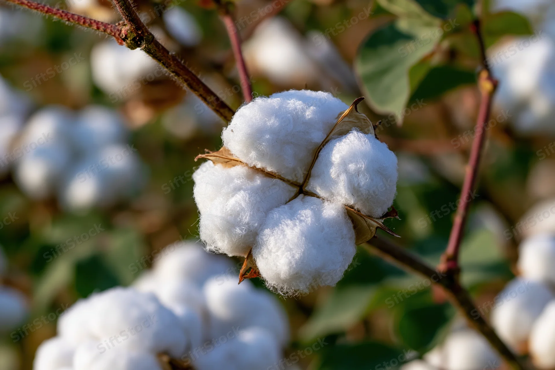 Fully open cotton boll bursting with fluffy white fibers on a plant stem in a field