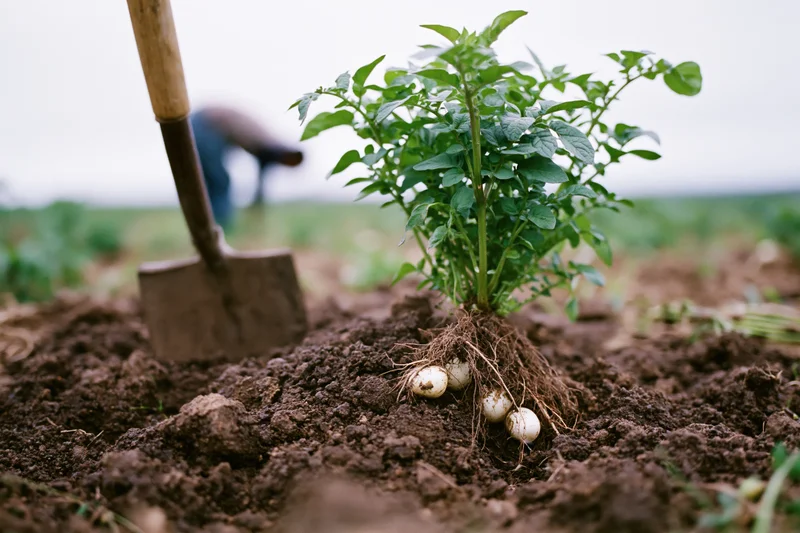 Uprooted potato plant with exposed roots beside a garden spade in tilled soil
