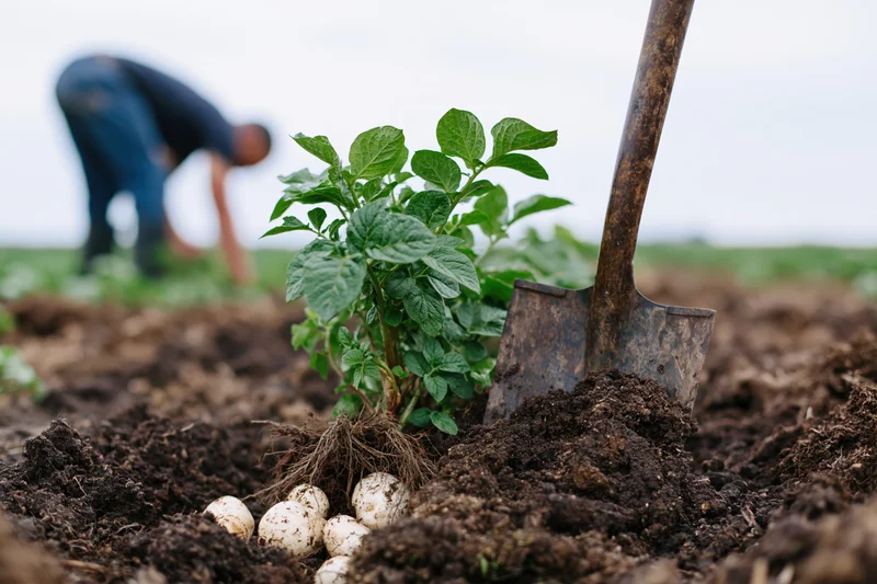 Uprooted potato plant with garden spade in soil near farmer working in field