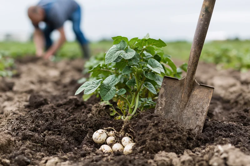 Garden spade in dark soil beside uprooted potatoes with green plant nearby and farmer working in background
