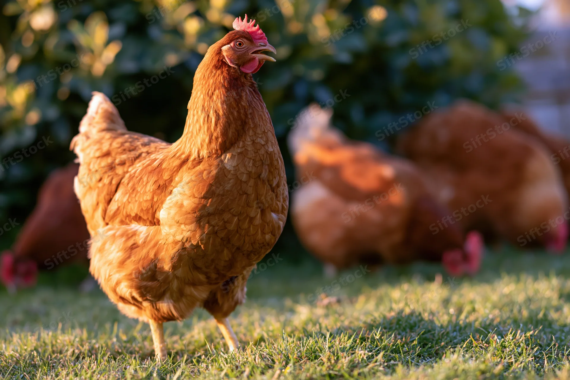 Golden-brown hen standing alert on short grass with head raised in a grassy yard