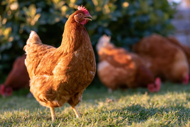 Golden-brown hen standing alert on short grass with head raised in a grassy yard