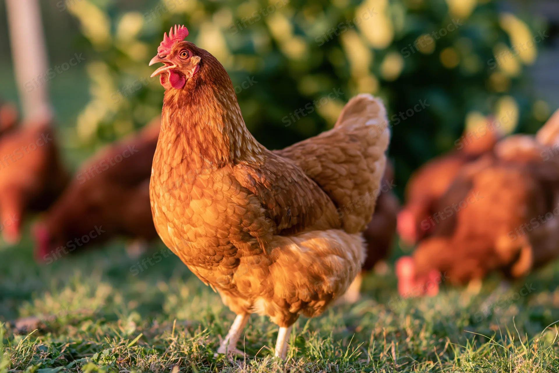Golden-brown hen standing alert on short grass with head raised in a sunlit pasture