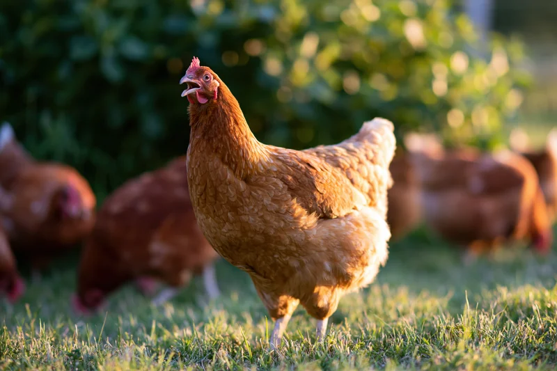 Golden-brown hen standing alert on short grass with head raised